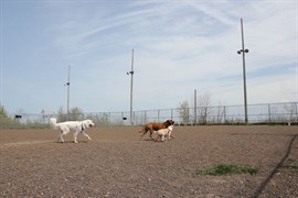 Observationpark2016dogpark 5 270X180