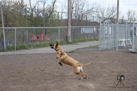 Observationpark2016dogpark2 270X180