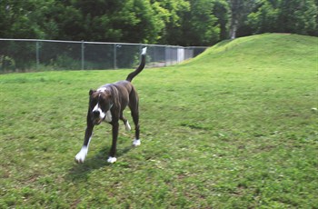 Dog Park With Dog 350X230