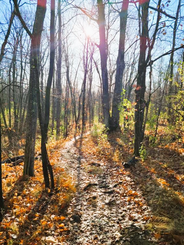 A path through trees