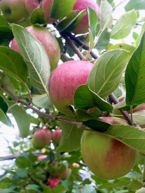 Apple1 Apple1