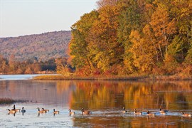 Westernwaterfronttrail2014geese 270X180